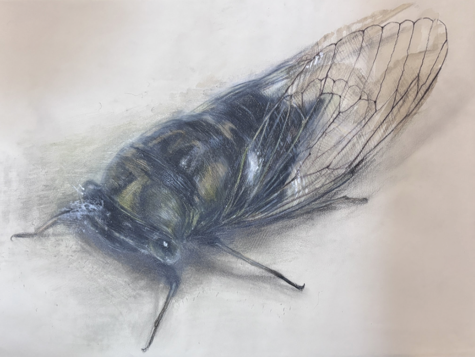 Cicada