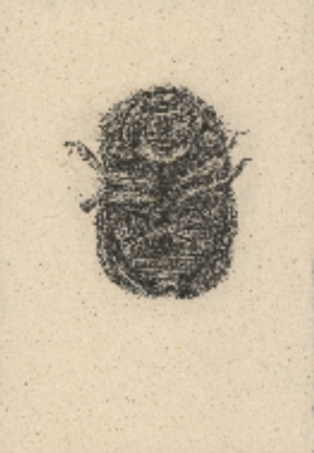 Cnestus mutilatus (ambrosia beetle)