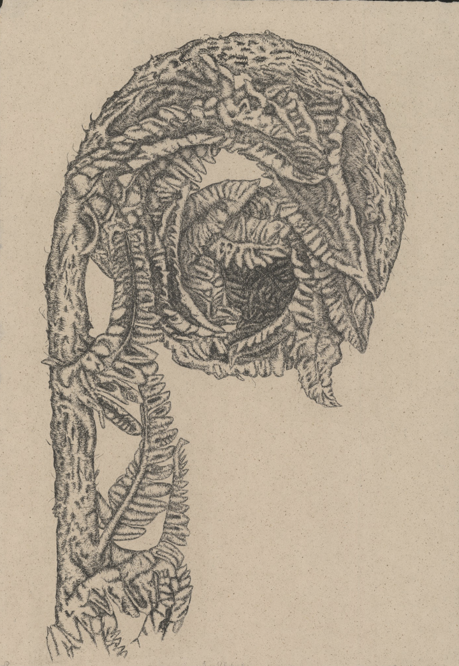 Large Unfurling Fern